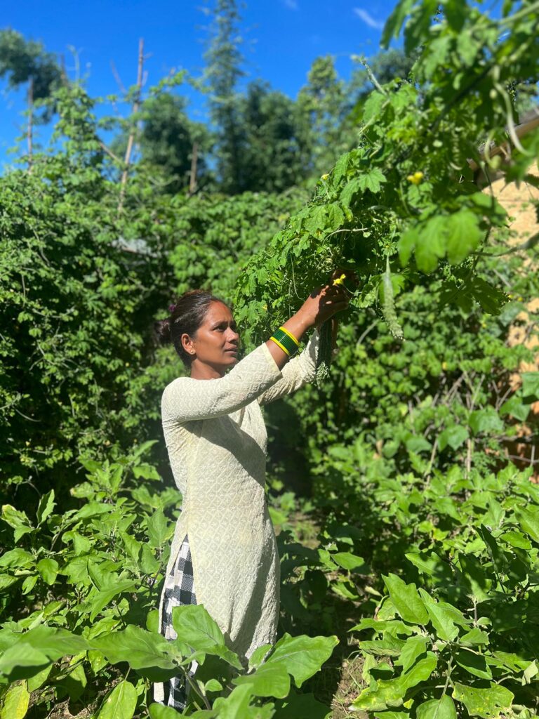 Bindhu Sashi harvesting vegetables in her farm