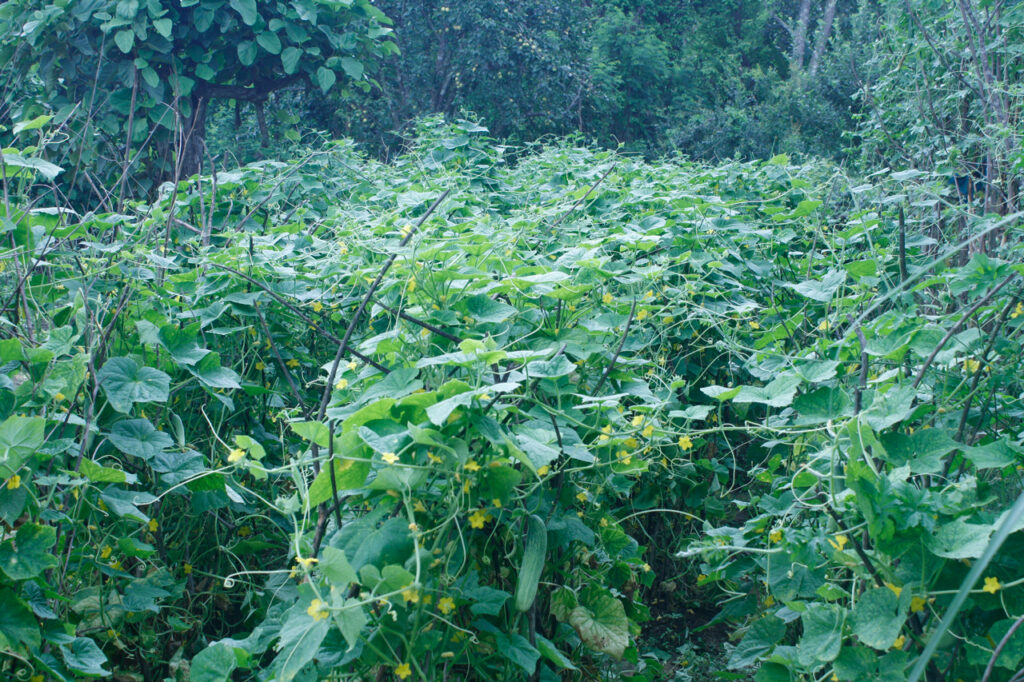 Laxmi thapas vegetable farm using climate resilient agriculture parctice