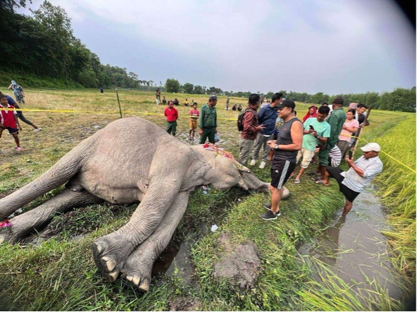 elephant jhapa 3