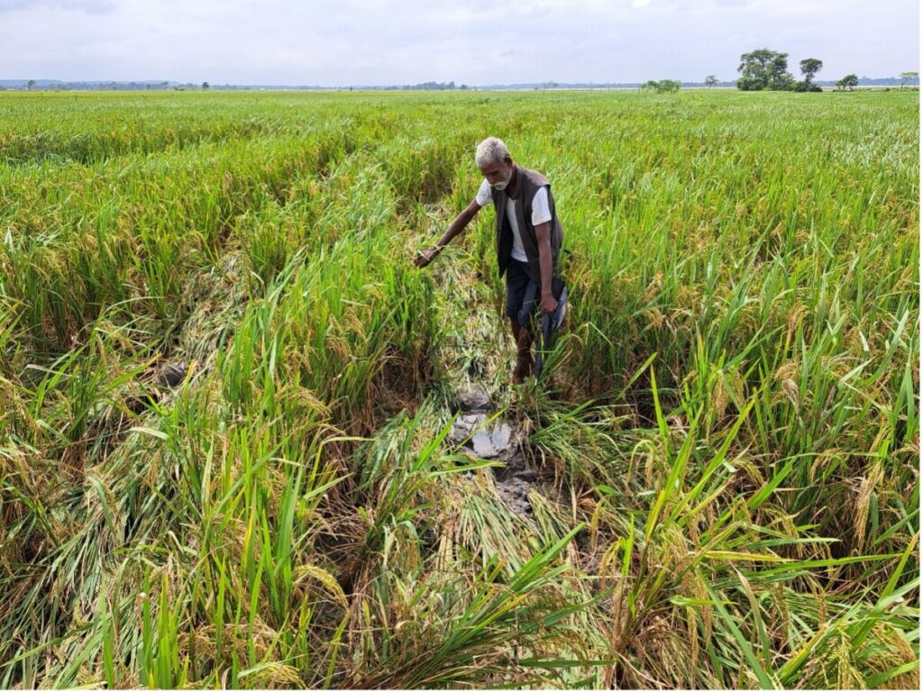 paddy naxalbari 2